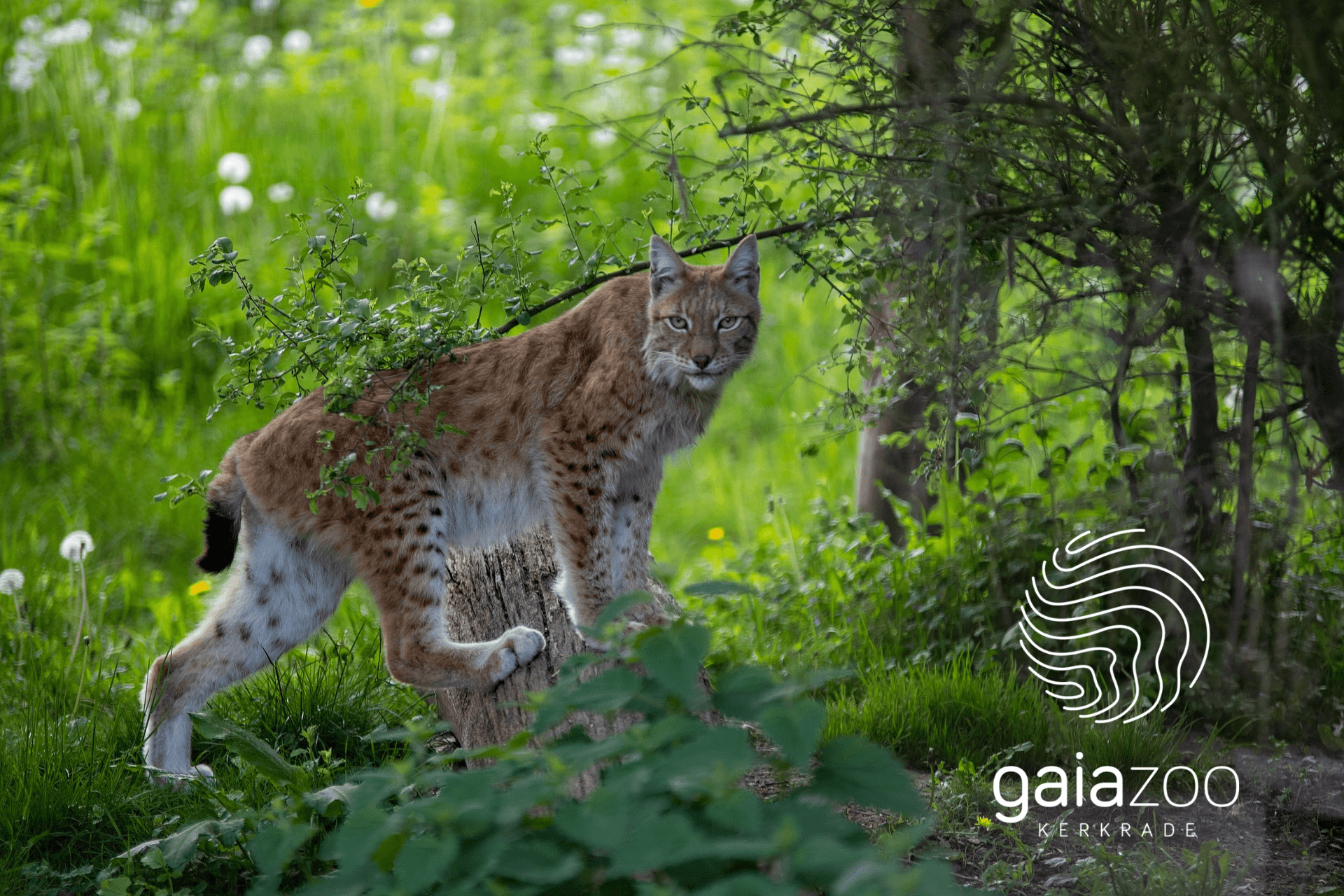 Yuverta mbo student Adviseur Duurzame Leefomgeving Milan loopt stage bij GaiaZOO